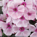 Load image into Gallery viewer, Phlox, Sweet Summer Queen #1
