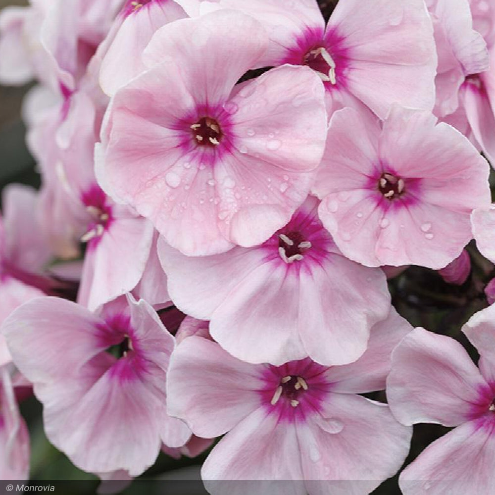 Phlox, Sweet Summer Queen #1