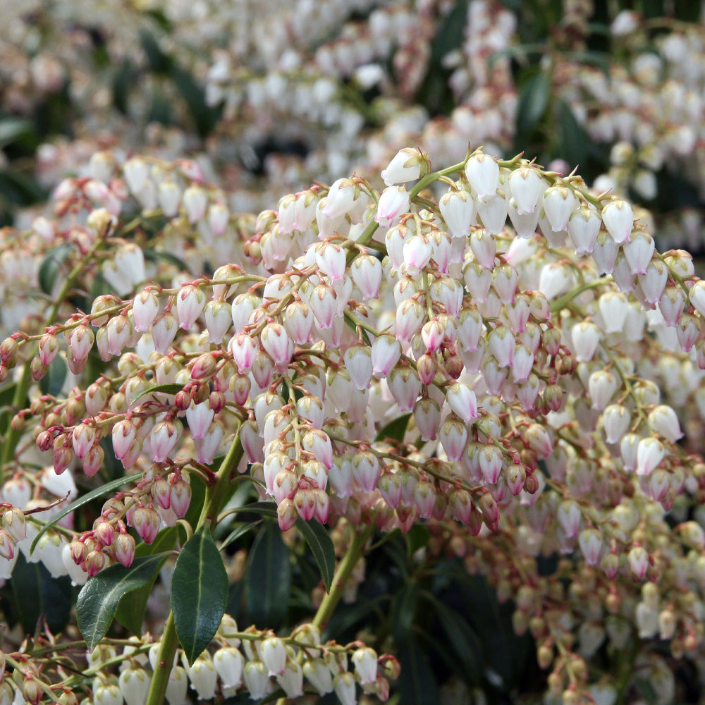 Pieris Japonica Dorothy Wycoff #3