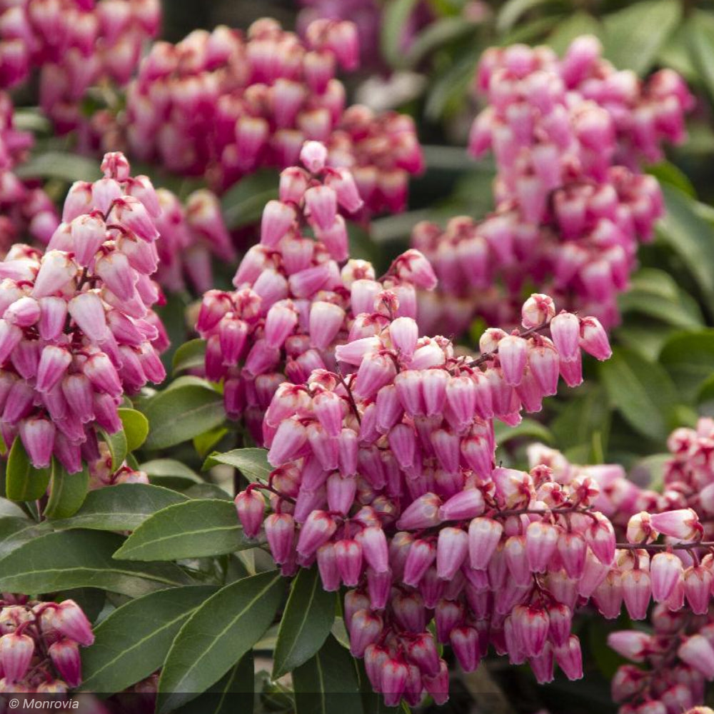 Pieris Japonica, Enchanted Forest Impish Elf #2