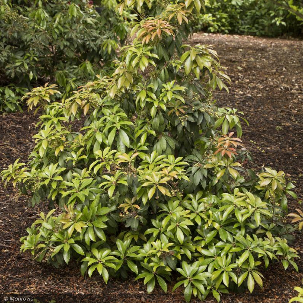 Pieris Japonica, Enchanted Forest Impish Elf #2