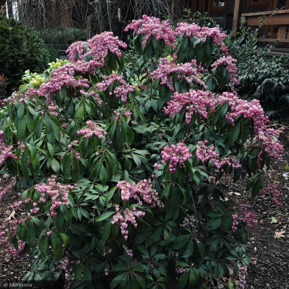 Pieris Japonica, Katsura #3 – Greenwood Creek Nursery