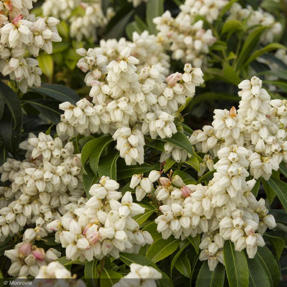 Pieris Japonica, Enchanted Forest River Nymph #5