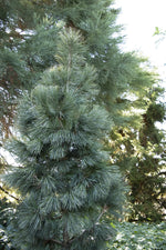 Load image into Gallery viewer, Pine, Silver Whispers #10
