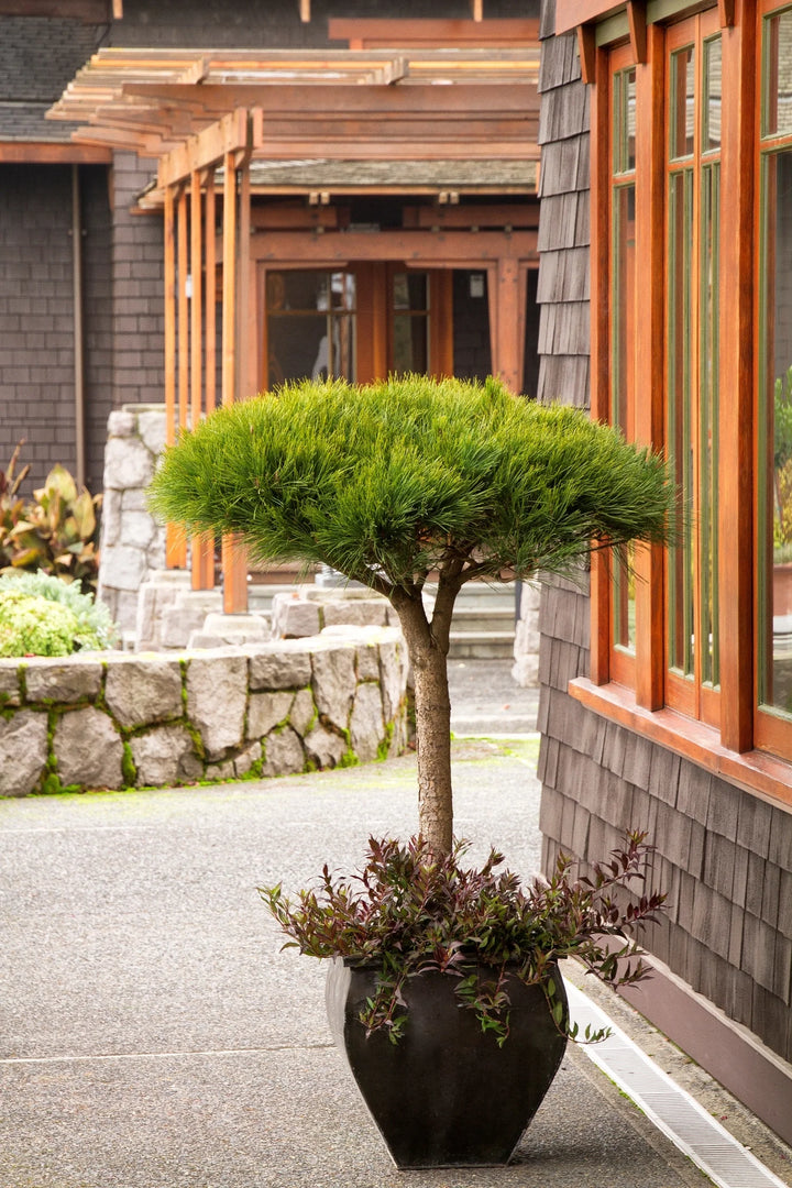 Pine, Compact Tanyosho Red #10 PT