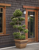 Load image into Gallery viewer, Pine, Thunderhead #10
