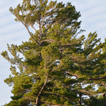 Load image into Gallery viewer, Pine, Eastern White #7
