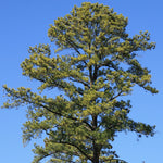 Load image into Gallery viewer, Pine, Loblolly #3
