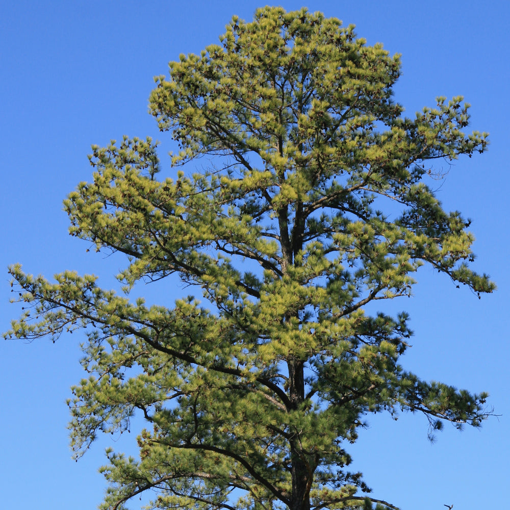 Pine, Loblolly #15