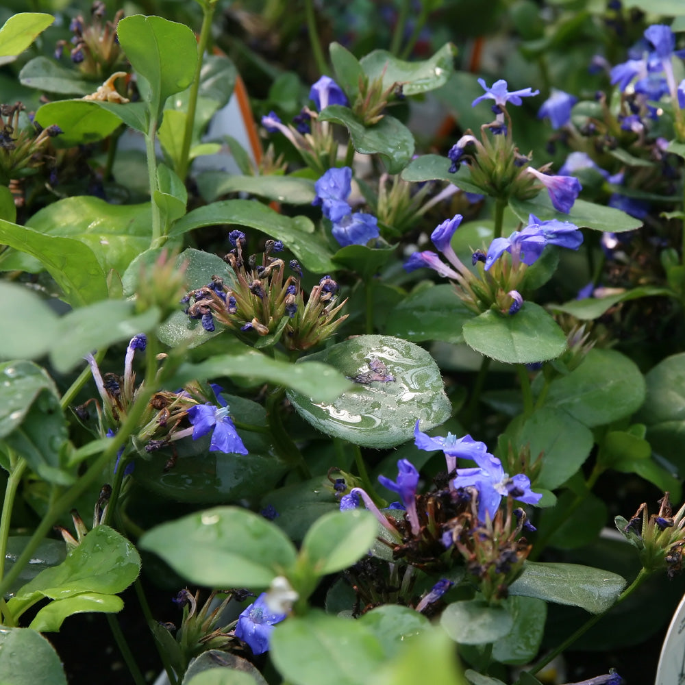 Plumbago, Hardy Blue Qt