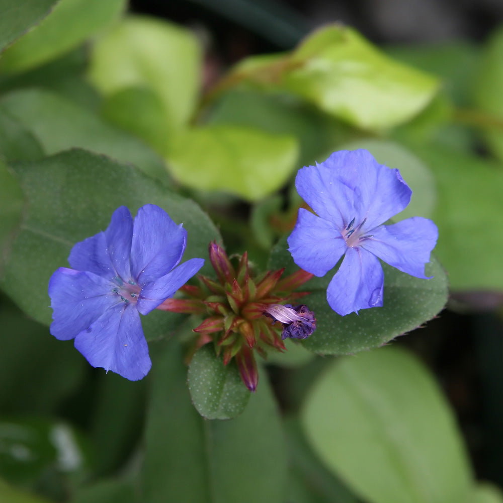 Plumbago, Hardy Blue Qt