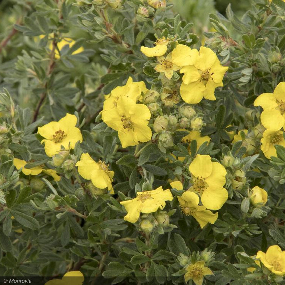 Potentilla, Cheesehead #2