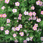 Load image into Gallery viewer, Potentilla, Happy Face Hearts #2
