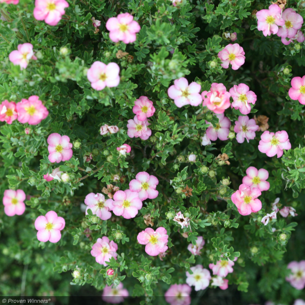 Potentilla, Happy Face Hearts #2