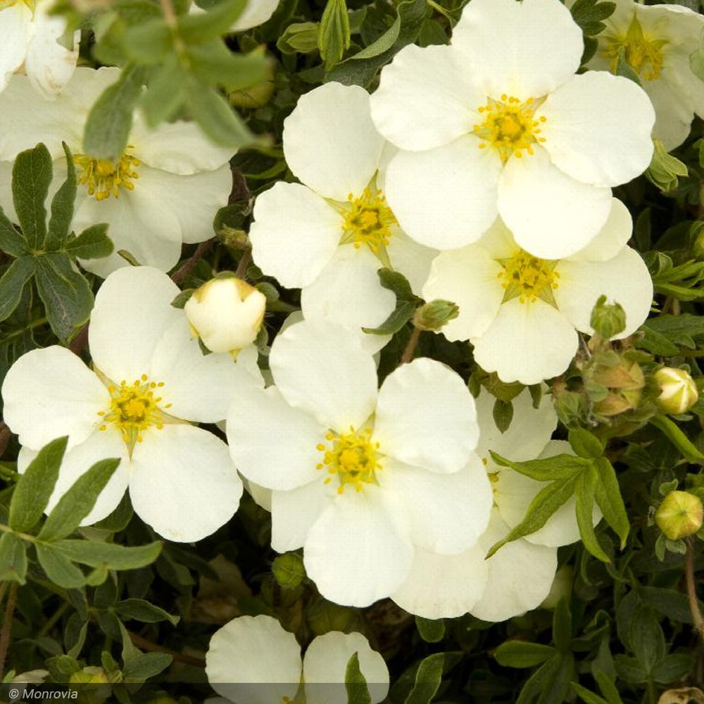 Potentilla, Frosty #2