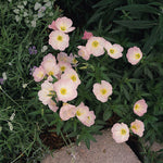 Load image into Gallery viewer, Primrose, Mexican Siskiyou Pink #1