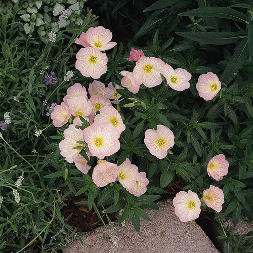 Primrose, Mexican Siskiyou Pink #1