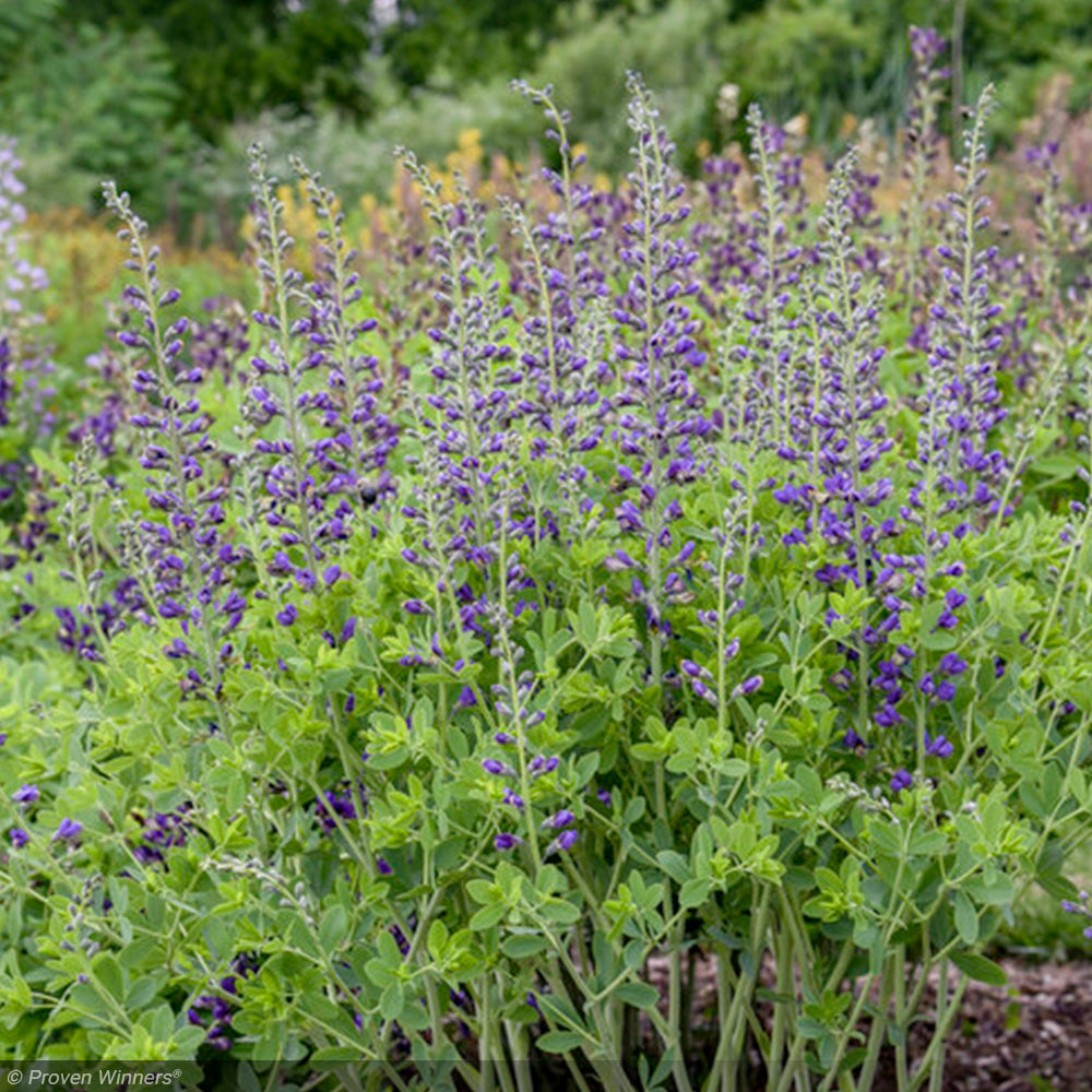 Baptisia, Decadence Periwinkle Popsicle #2