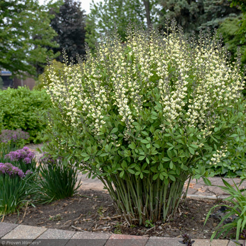 Baptisia, Decadence Vanilla Cream #1