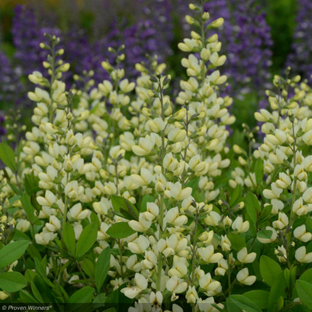 Baptisia, Decadence Vanilla Cream #1