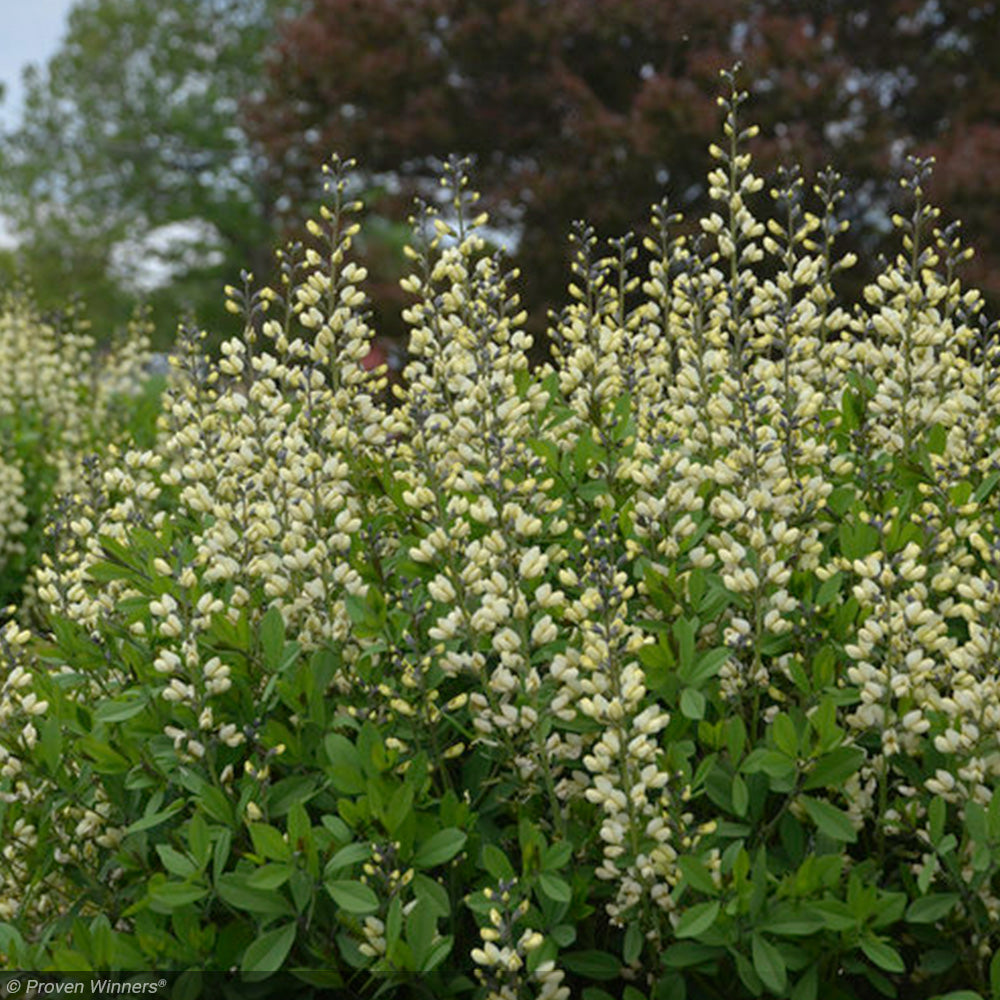 Baptisia, Decadence Vanilla Cream #1