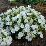 Load image into Gallery viewer, Bellflower, Rapido White #1
