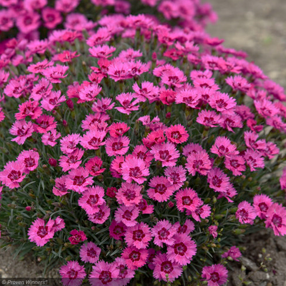 Dianthus, Paint the Town Fancy #1