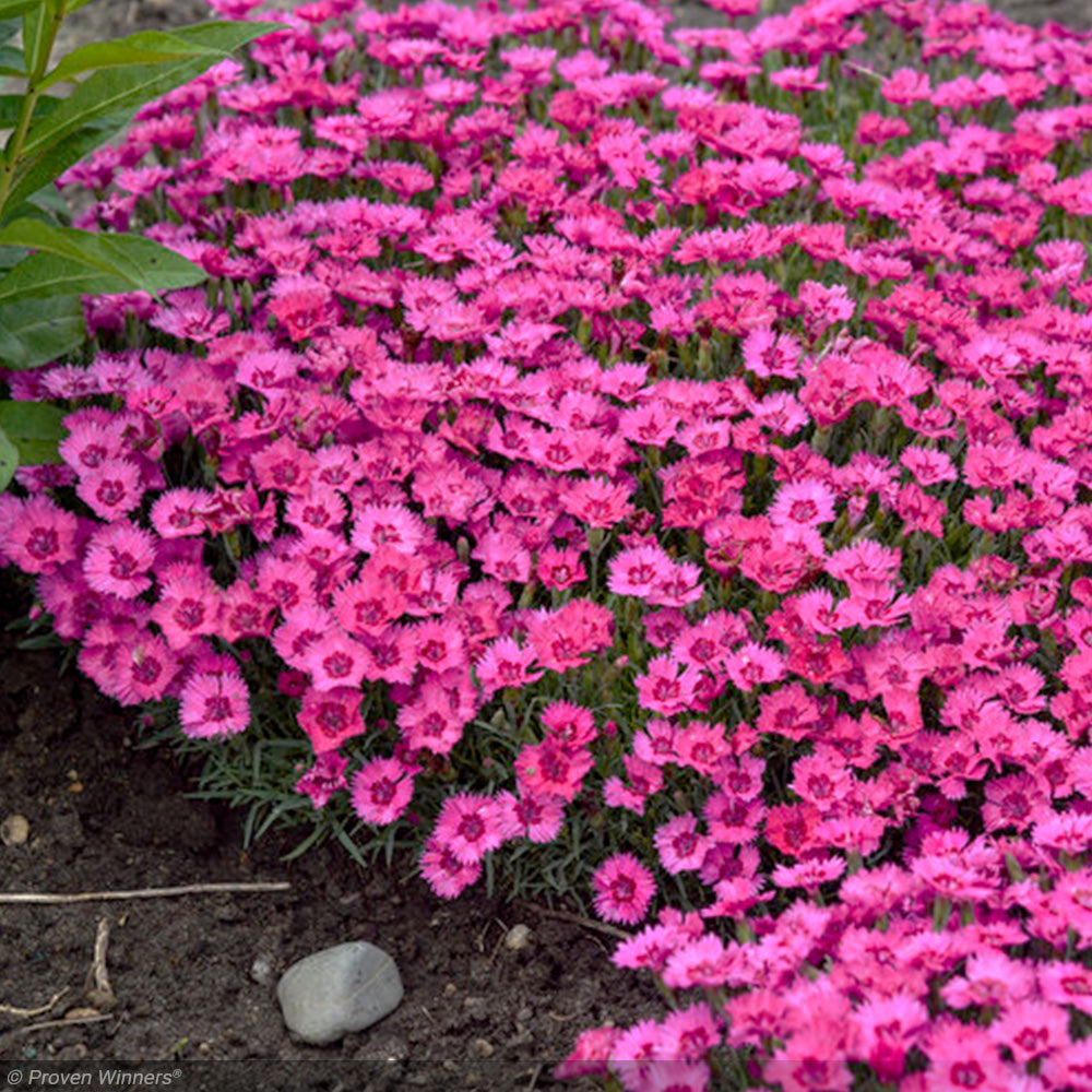 Dianthus, Paint the Town Fancy #1