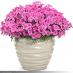Load image into Gallery viewer, Dianthus, Paint the Town Fancy #1
