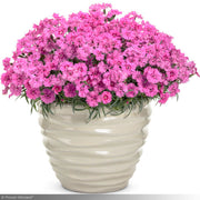 Dianthus, Paint the Town Fancy #1