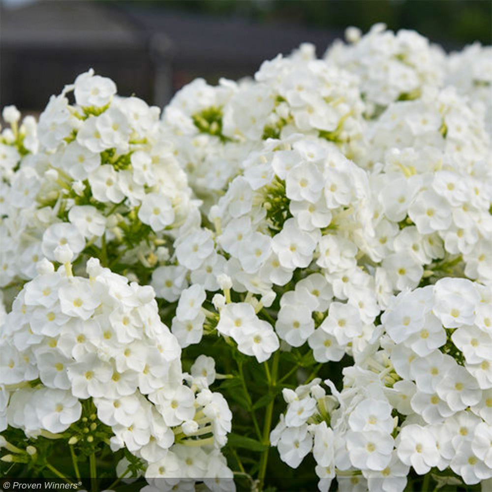 Phlox, Luminary Backlight #1