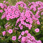 Load image into Gallery viewer, Phlox, Luminary Prismatic Pink #1
