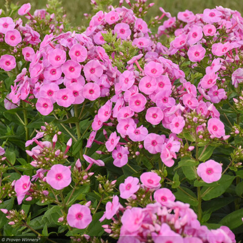 Phlox, Luminary Prismatic Pink #1