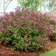 Lilac, Bloomerang Dark Purple #3