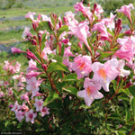 Load image into Gallery viewer, Weigela, Sonic Bloom Pure Pink #3
