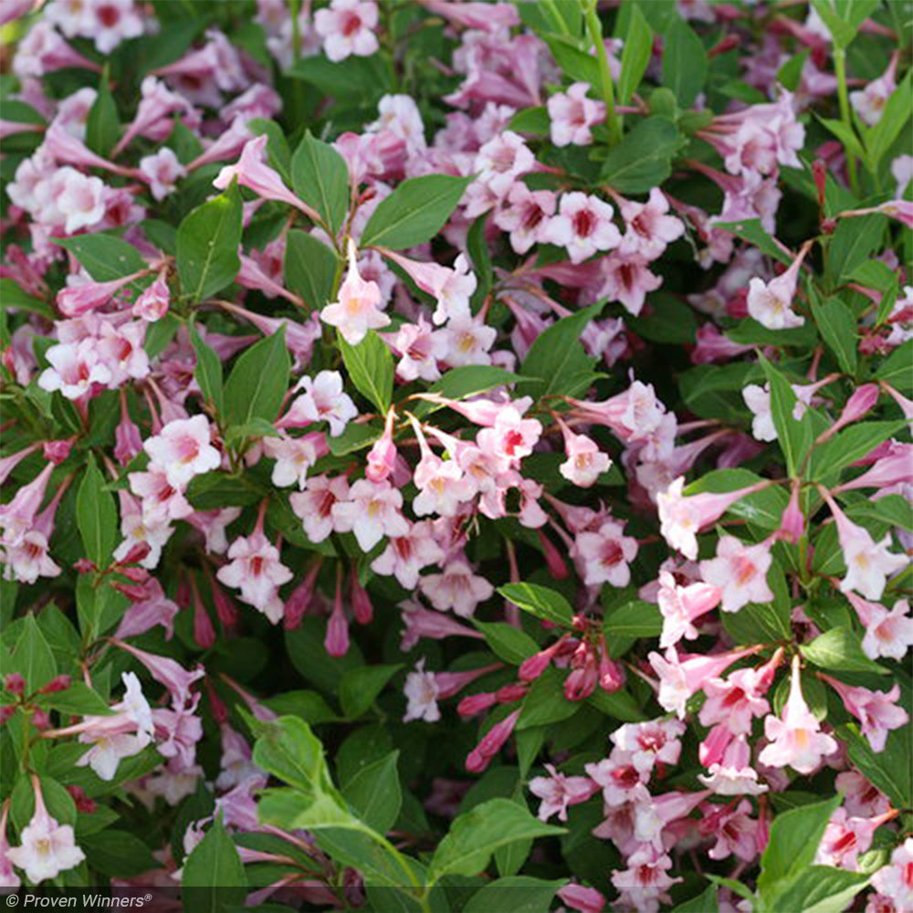 Weigela, Sonic Bloom Pure Pink #3