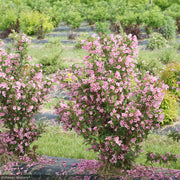 Weigela, Sonic Bloom Pure Pink #3