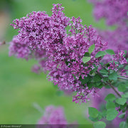 Lilac, Bloomerang Dark Purple #10 PT