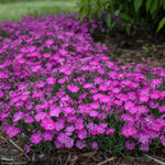 Load image into Gallery viewer, Dianthus, Paint the Town Fuchsia #1
