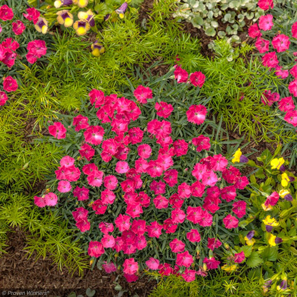 Dianthus, Paint the Town Magenta #1