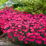 Load image into Gallery viewer, Dianthus, Paint the Town Magenta #1
