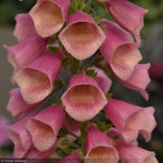 Load image into Gallery viewer, Foxglove, Arctic Fox Rose #1
