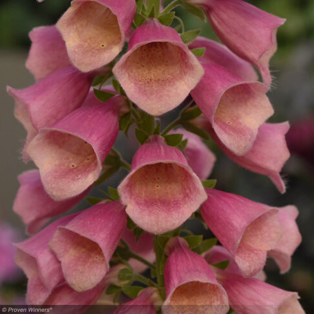 Foxglove, Arctic Fox Rose #1