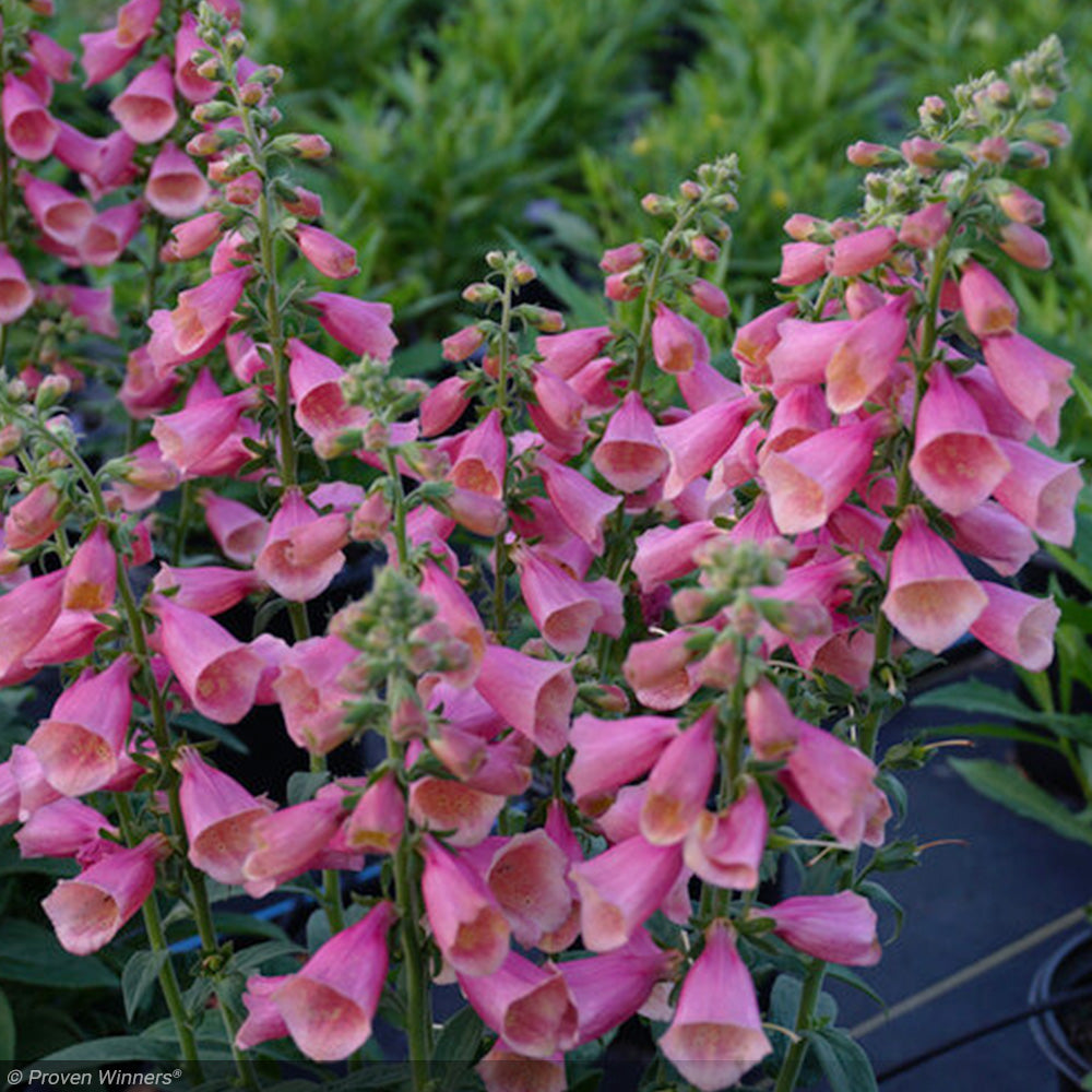 Foxglove, Arctic Fox Rose #1