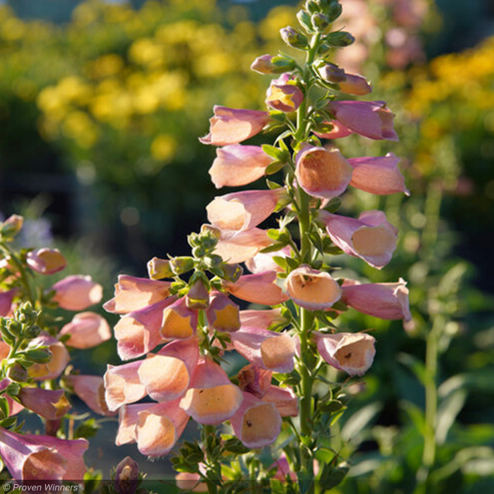 Foxglove, Arctic Fox Rose #1