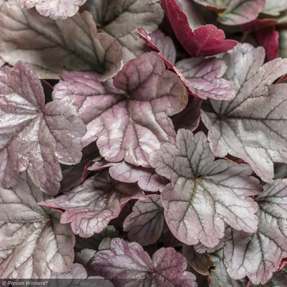 Coral Bells, Dolce Silver Gumdrop #1