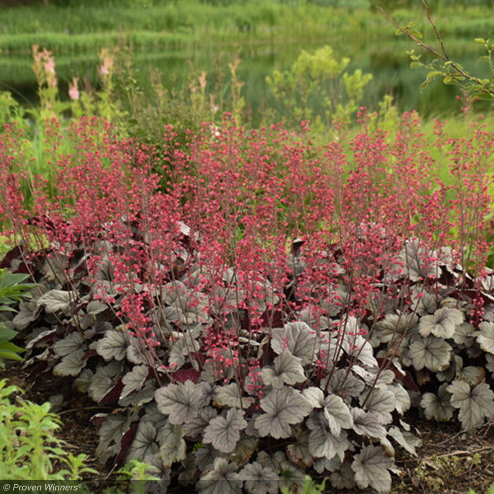 Coral Bells, Dolce Silver Gumdrop #1