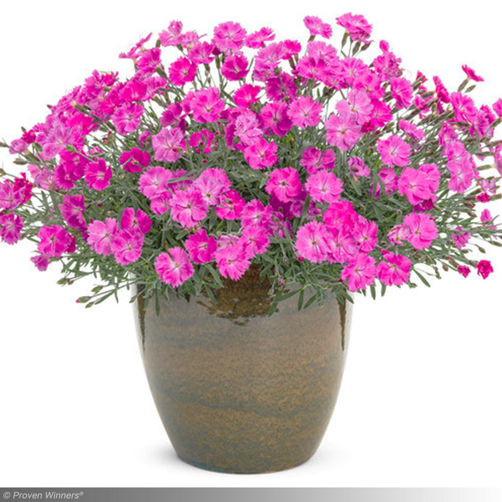 Dianthus, Paint the Town Fuchsia #1