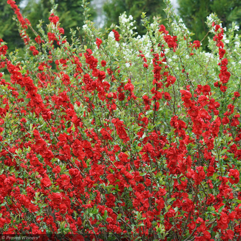 Quince, Double Take Scarlet #2