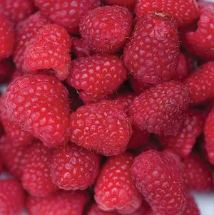 Raspberry, Caroline #3